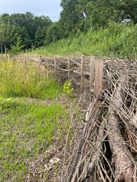 Einfriedung aus Weiden